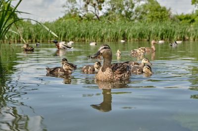 Attract Wildlife to Observe!