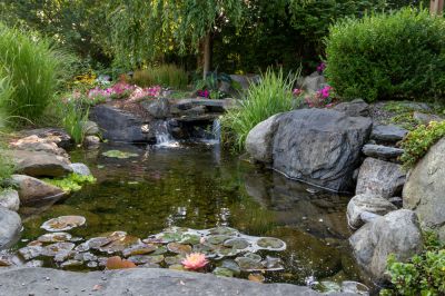 Design a Pond!